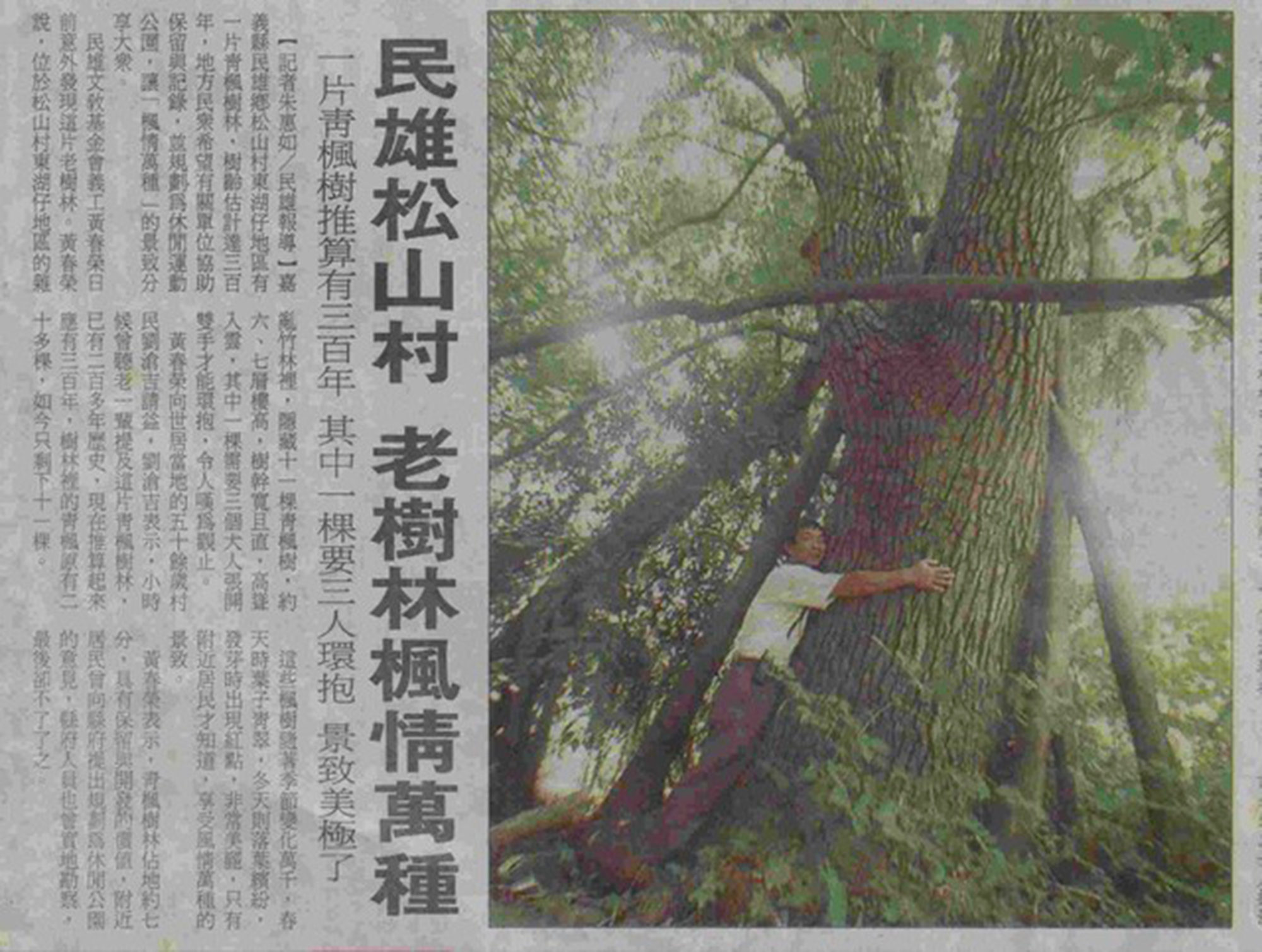 松山村東湖仔百年楓樹