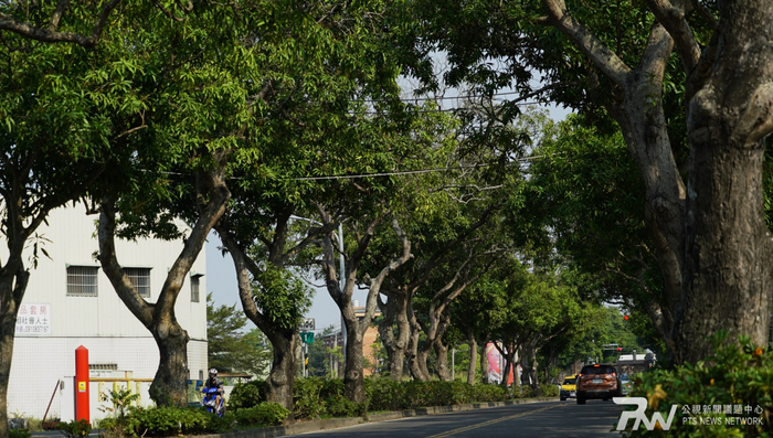 搶救大學路綠隧道