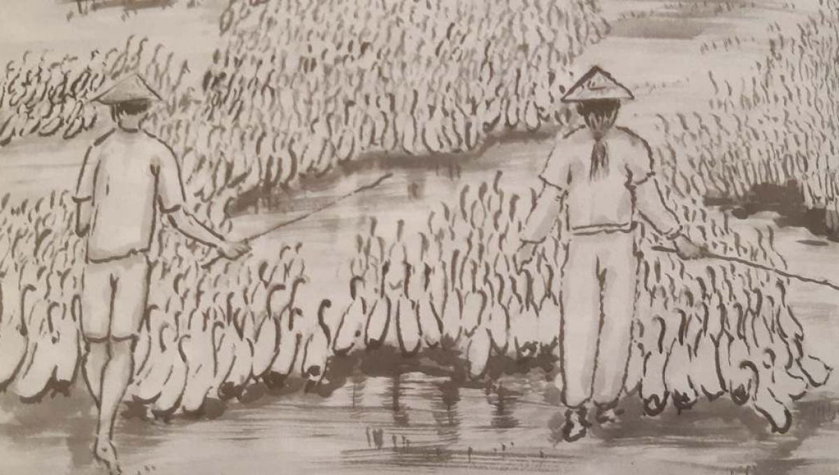 「兜鴨」的養鴨人家