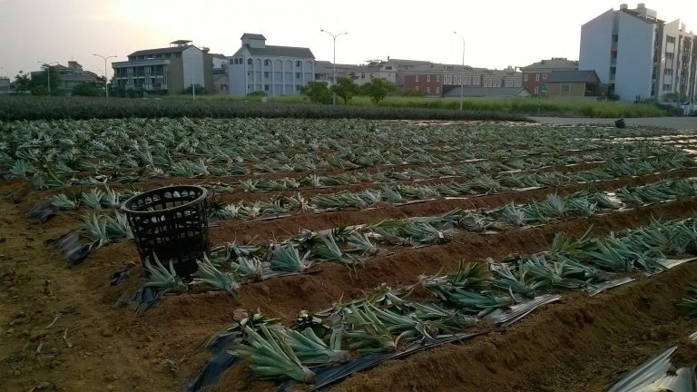 【急行軍田野筆記】離鄉或留下？三興村的青年外流
