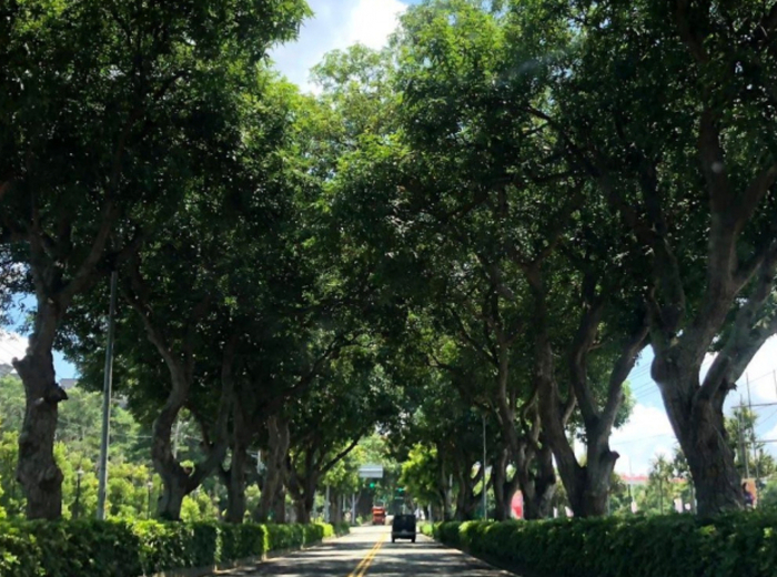 與大學路綿延綠蔭交纏而過的十年歲月
