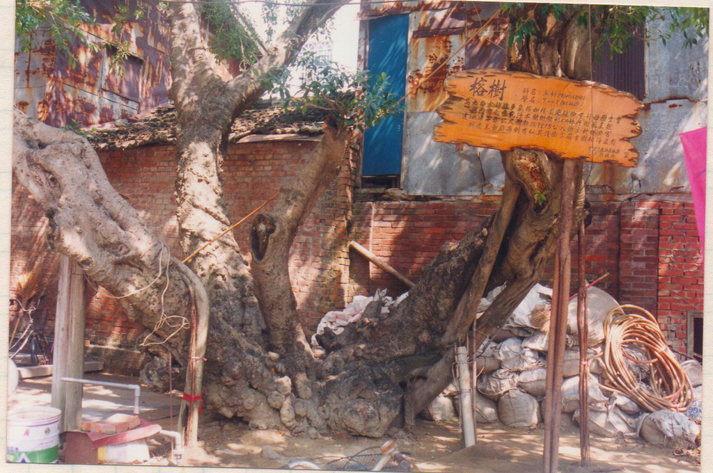咱的老樹咱的情-騎虎王廟的老樹